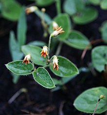 Colour photograph of Anisotoma pedunculata, with green leaves and small orange flowers