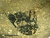 A fossil Archimyrmex wedmannae