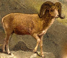 Argali.jpg