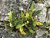 Asplenium ceterach (Sardinia).jpg