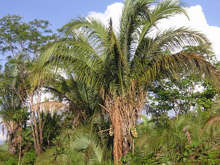 <i>Attalea speciosa</i> Species of palm