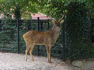 <i>Rucervus</i> Genus of deer native to Asia