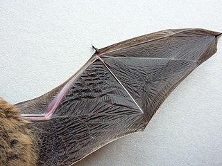 <span class="mw-page-title-main">Bat flight</span>