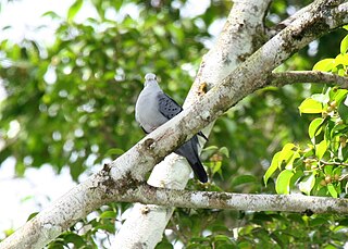 <span class="mw-page-title-main">Blue ground dove</span> Species of bird