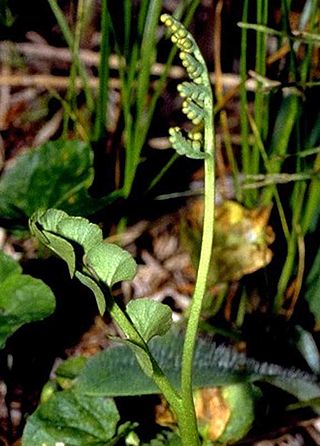 <i>Botrychium</i> Genus of ferns in the family Ophioglossaceae