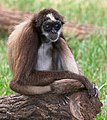 Image 15 Brown Spider Monkey Photo credit: Tom Friedel The Brown Spider Monkey is a critically endangered New World monkey native to Colombia and Venezuela. The blue eyes on this individual are uncommon among the species. More selected pictures