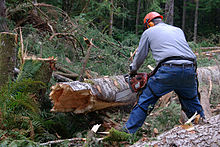 Bucker making a bucking cut with a chainsaw Bucker2.jpg