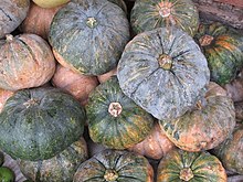 Calabaza, a winter squash common in Cuba, Florida, Puerto Rico, and the Philippines Bunga nin kalabasa.jpg