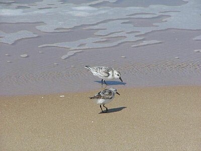 Calidris alba