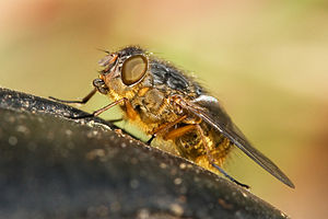 58 Calliphora hilli uploaded by Noodle snacks, nominated by The High Fin Sperm Whale Vote for this image