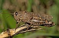 El saltamontes de campo, también conocido como langosta italiana (Calliptamus italicus), es una especie polífaga de la familia Acrididae, capaz de alimentarse de varias plantas silvestres pero también de cultivos como de cereales, algodón y pastos. Su área de distribución se extiende desde los países que bordean el mar Mediterráneo hasta Europa Central, Asia Central, Mongolia y Siberia occidental. Los sonidos que genera se deben a la fricción mandibular y se clasifican en canciones de cortejo, de estrés y ordinarias. Prospera en hábitats cálidos y secos con una cubierta vegetal escasa como pastizales y estepas rocosas. Después de la disolución de la ex Unión Soviética en 1991, muchas tierras agrícolas quedaron sin cultivar. Esto dio las condiciones ideales para que la langosta italiana se reprodujera y creciera en número, y Kazajistán sufrió una devastadora plaga de langostas entre 1998 y 2001. Por Kulac.