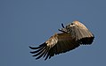 64 Commons:Picture of the Year/2011/R1/Cape Vulture-001.jpg