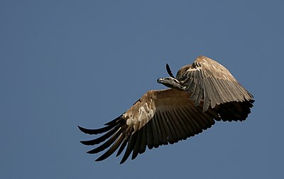 'n Kransaasvoël (Gyps coprotheres) in vlug naby die Wieg van die Mensdom, Gauteng, Suid-Afrika; afgeneem op 8 Oktober 2011.