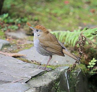 <span class="mw-page-title-main">Ruddy-capped nightingale-thrush</span> Species of bird