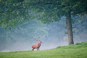 Сыйлы буу (Cervus elaphus), Ан-сюр-Лесс (фр. Han-sur-Lesse) элден узакъ болмай, Бельгия