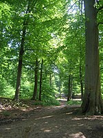 Vue de sous-bois