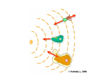 Difference of gradient sensing in prokaryotes and eukaryotes