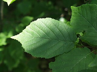 <i>Corylus americana</i> Species of flowering plant