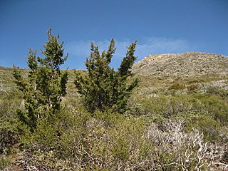 <i>Hesperocyparis stephensonii</i> Californian species of western cypress