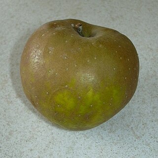 <span class="mw-page-title-main">Russet apple</span> Varieties of apple with yellowish-brown skins