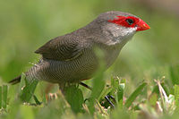 Common waxbill, occurs in grassland and marshes throughout Malawi Estrilda astrild 2.jpg