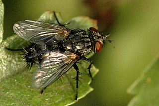 <i>Exorista larvarum</i> Species of fly