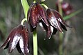 Fritillaria biflora