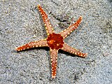珠鏈單鰓海星（Fromia monilis）