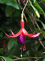 Fuchsia Magellanica Tas.jpg