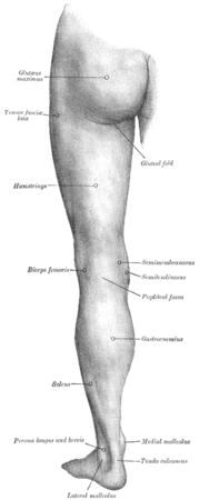 Surface anatomy of human leg