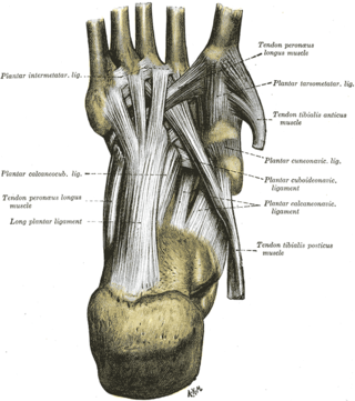 <span class="mw-page-title-main">Long plantar ligament</span> Ligament that connects the calcaneus and cuboid bones in the human foot