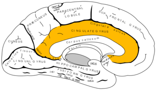 <span class="mw-page-title-main">Cingulate cortex</span> Part of the brain within the cerebral cortex