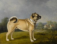 Một con Pug đực 1802