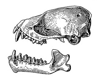 <span class="mw-page-title-main">Tickell's bat</span> Species of bat