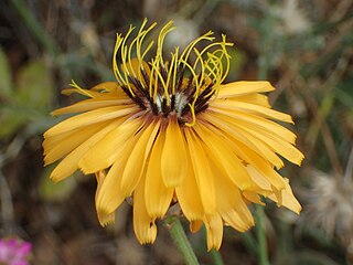 <i>Hymenonema laconicum</i> Species of plant in the family Asteraceae