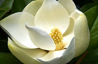 <i>Magnolia grandiflora</i> Species of tree