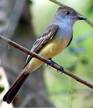 <i>Myiarchus</i> Genus of birds