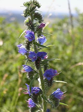 <i>Echium</i> Genus of flowering plants in the borage family Boraginaceae