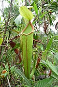 Nepenthes holdenii