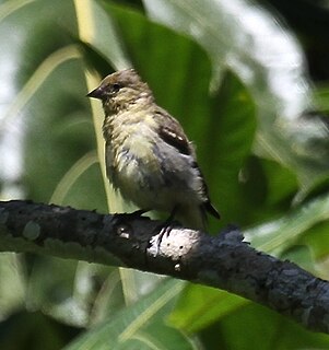 <span class="mw-page-title-main">Olivaceous siskin</span> Species of bird