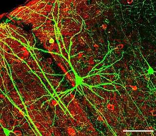 <span class="mw-page-title-main">Neurology</span> Medical specialty dealing with disorders of the nervous system