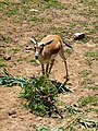 Gazella subgutturosa