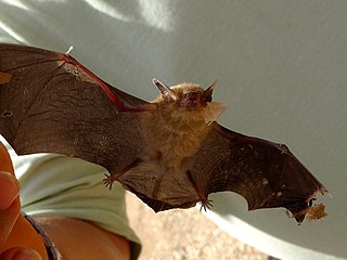 <span class="mw-page-title-main">Little yellow bat</span> Species of bat