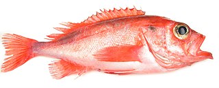 <i>Sebastes mentella</i> Species of fish