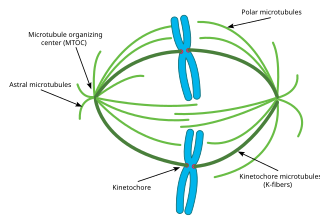 Aster (cell biology)