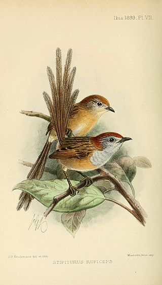 <span class="mw-page-title-main">Emu-wren</span> Genus of birds