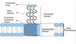 <span class="mw-page-title-main">Trimeric autotransporter adhesin</span> Proteins found on the outer membrane of Gram-negative bacteria