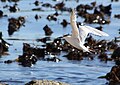 In winter plumage; Cape Town, South Africa