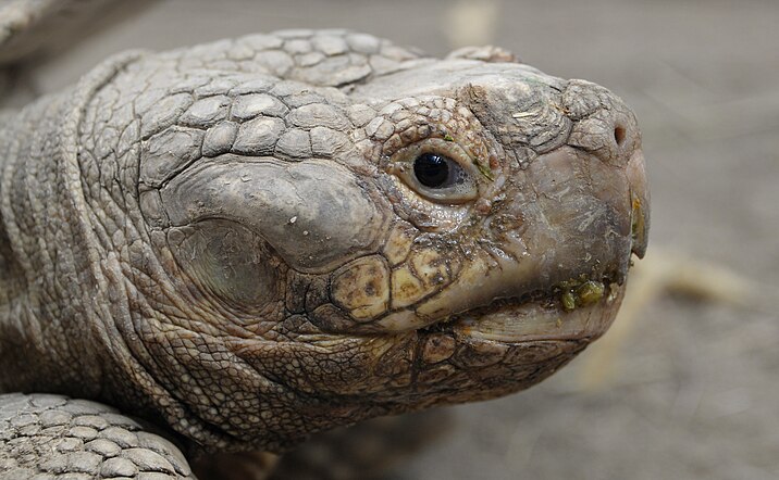 Tortue sillonnée