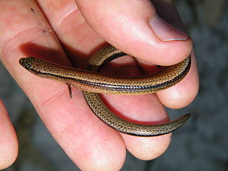 <i>Saiphos</i> Species of reptile